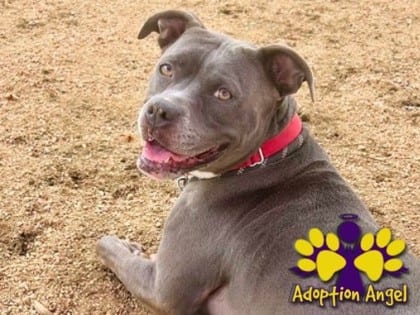 Photo of Lulu, adoptable dog in Georgetown, Texas