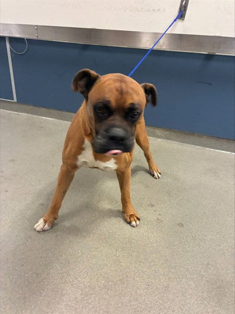 Photo of Gator, adoptable Boxer in Miami, Florida
