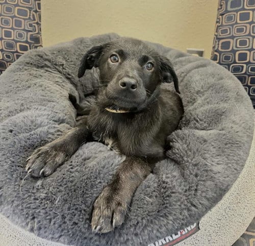 Photo of Lily, adoptable Labrador Retriever in Rockwall, Texas