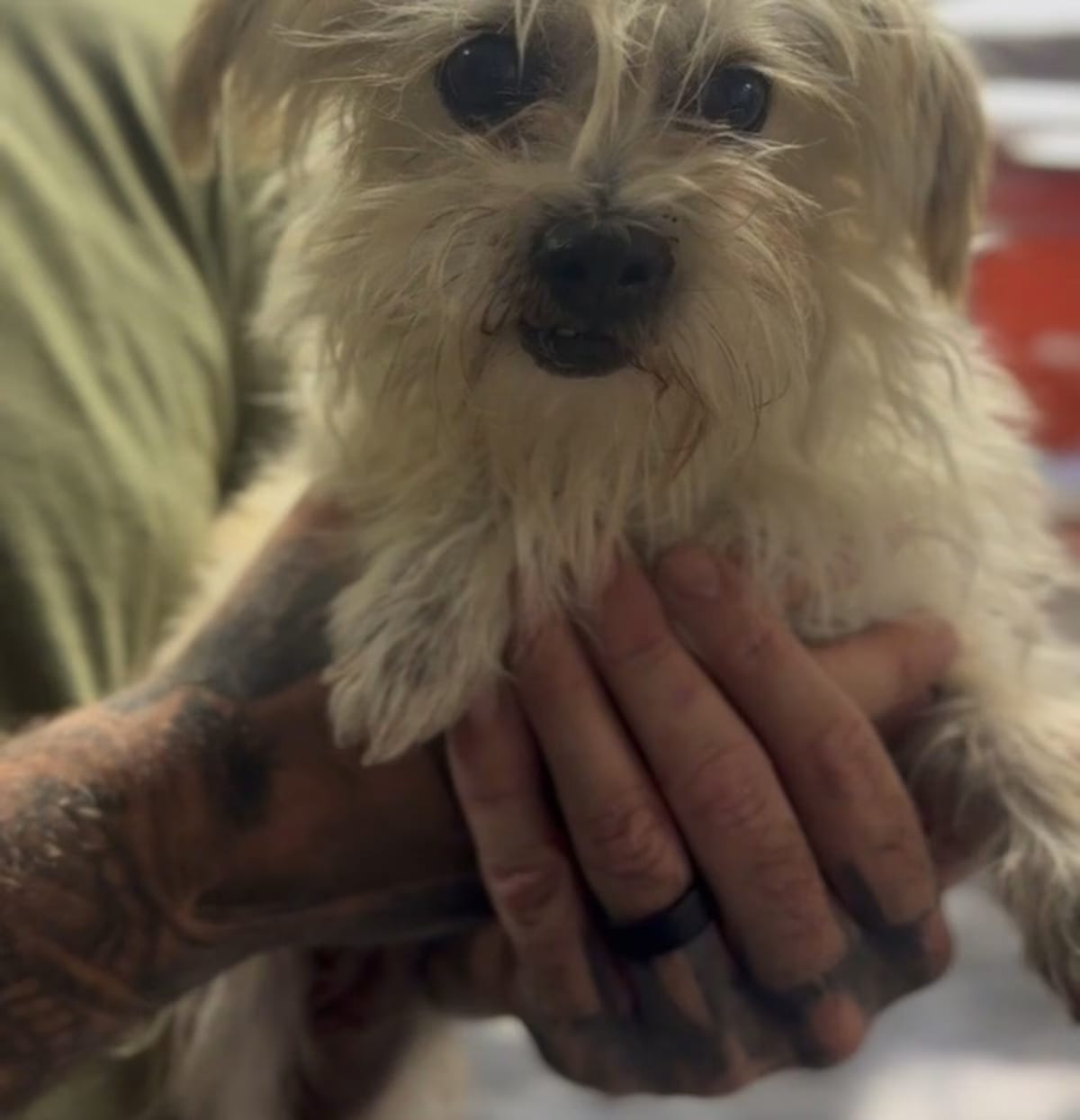 Photo of Shirley, adoptable Maltese in Ventura, California