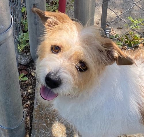 Photo of Martha, adoptable Terrier in Canton, Connecticut