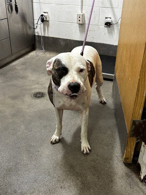 Photo of Dixie, adoptable Pit Bull Terrier in Forestville, Maryland