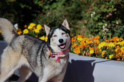Photo of Nikki, adoptable Siberian Husky in Walnut Creek, California