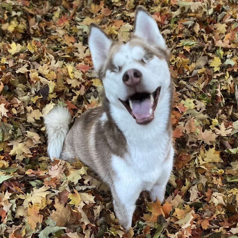 Photo of Freya, adoptable Mixed Breed (Medium) / Husky in West Olive, Michigan