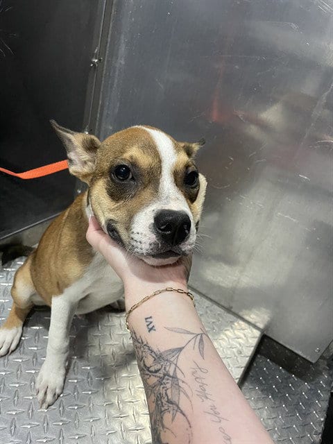Photo of Batman, adoptable American Staffordshire Terrier in Fort Myers, Florida