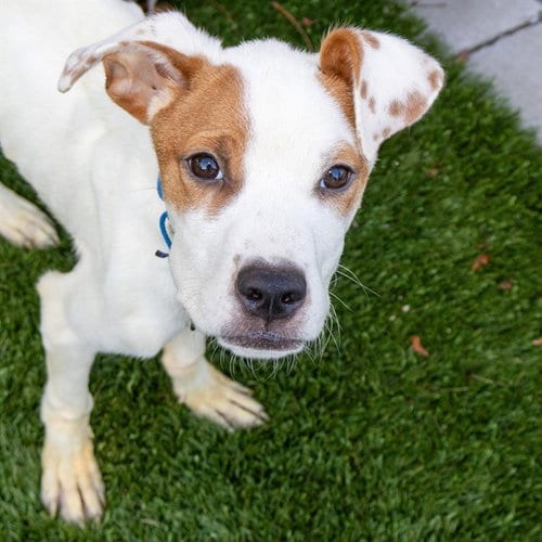 Photo of Rice Krispy, adoptable Labrador Retriever in Maryland, Missouri