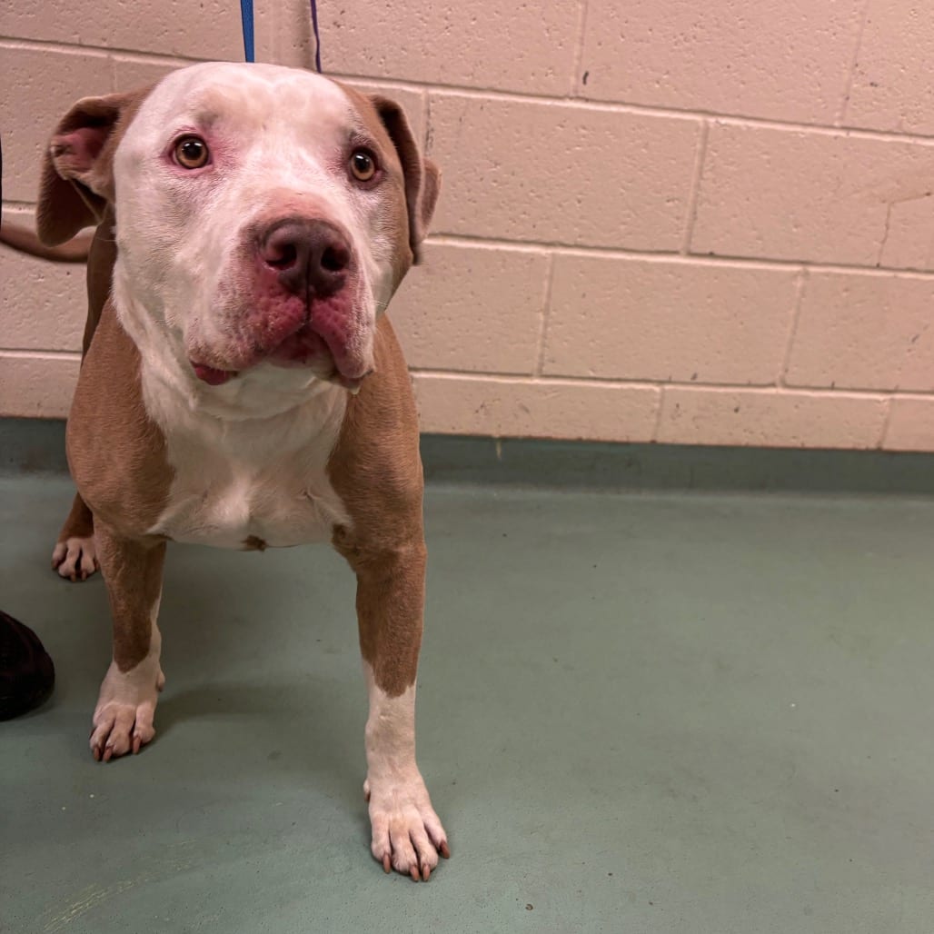 Photo of Bubba Jones / COLLINS, adoptable Mixed Breed (Large)