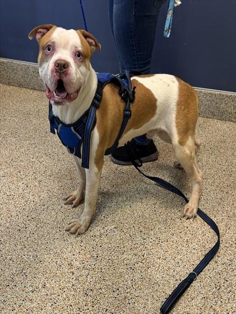 Photo of Mr.Wiggle Pants, adoptable American Bulldog in Miami, Florida
