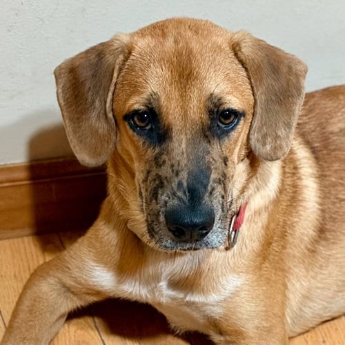Photo of Slinky, adoptable Shepherd in Canton, Connecticut