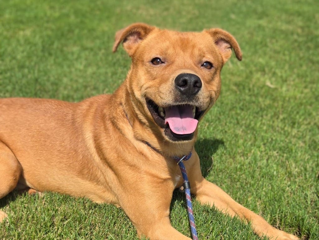 Photo of Dave, adoptable Mixed Breed in Douglasville, Georgia
