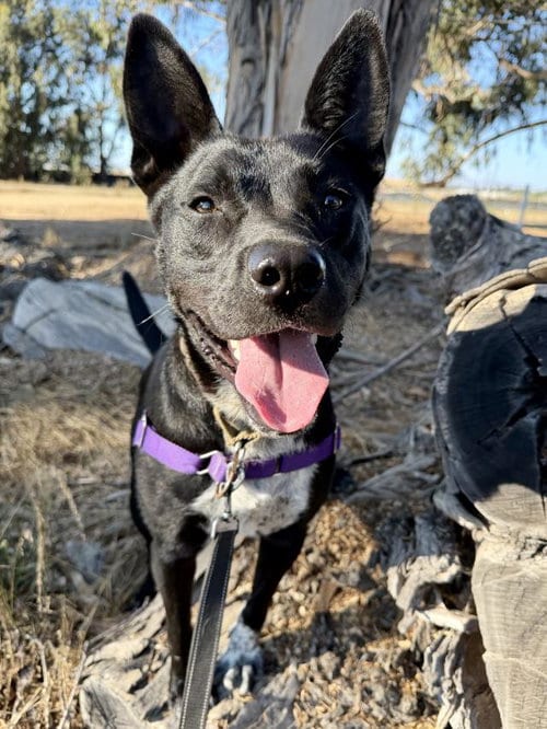 Photo of Mason, adoptable Labrador Retriever in Santa Maria, California