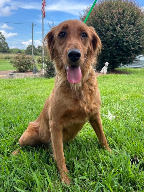 Photo of Reba Jul 26, adoptable Golden Retriever in Pacolet, South Carolina