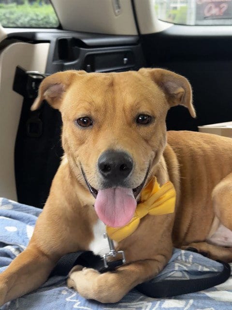 Photo of Bently, adoptable Labrador Retriever in Miami, Florida