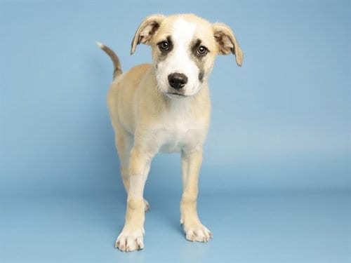 Photo of Montana, adoptable Husky in Phoenix, Arizona