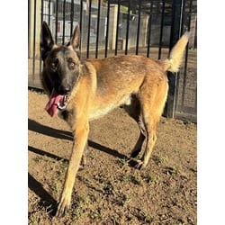 Photo of Dexter, adoptable Belgian Malinois in Jurupa Valley, California