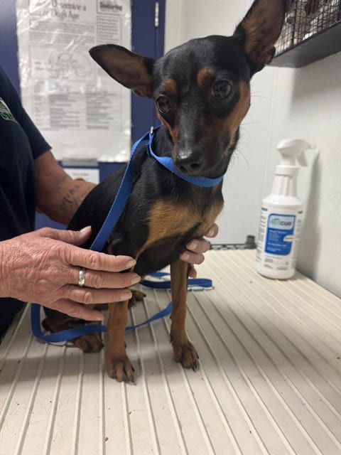 Photo of Coby, adoptable Miniature Pinscher in Bakersfield, California