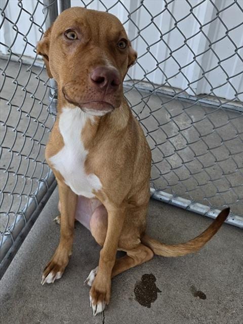 Photo of Hazy, adoptable Pit Bull Terrier in Bakersfield, California