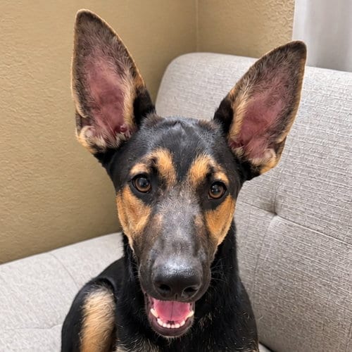 Photo of Huxley, adoptable German Shepherd Dog in Lake Forest, California