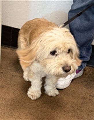 Photo of Rose, adoptable Maltese in Van Nuys, California