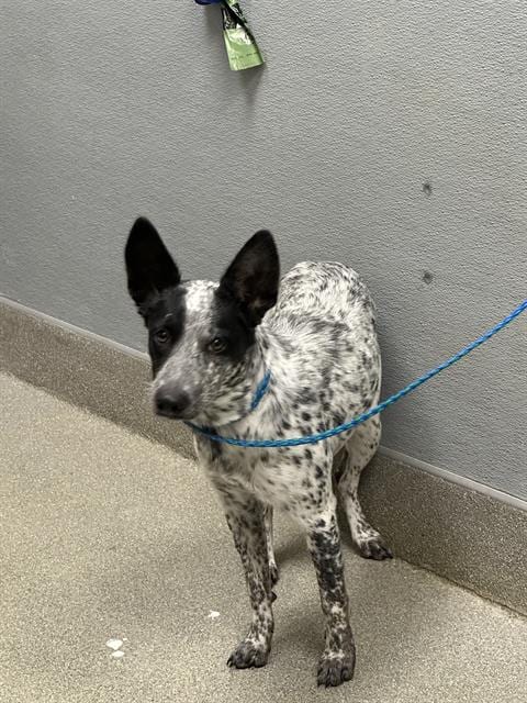 Photo of Bentley, adoptable Australian Cattle Dog/Blue Heeler in Las Vegas, Nevada