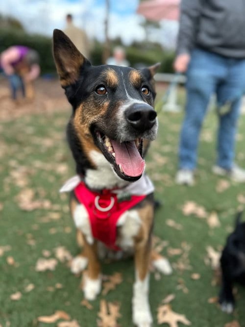 Photo of Kit, adoptable Australian Cattle Dog/Blue Heeler in Holly Springs, North Carolina