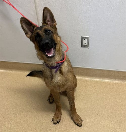 Photo of Reba, adoptable German Shepherd Dog in Placerville, California