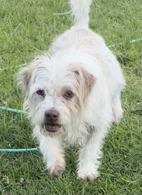 Photo of Freddie, adoptable Terrier in San Bernardino, California