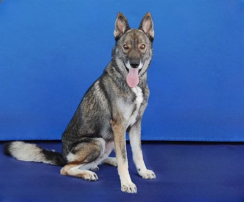 Photo of Scar, adoptable German Shepherd Dog in Baldwin Park, California