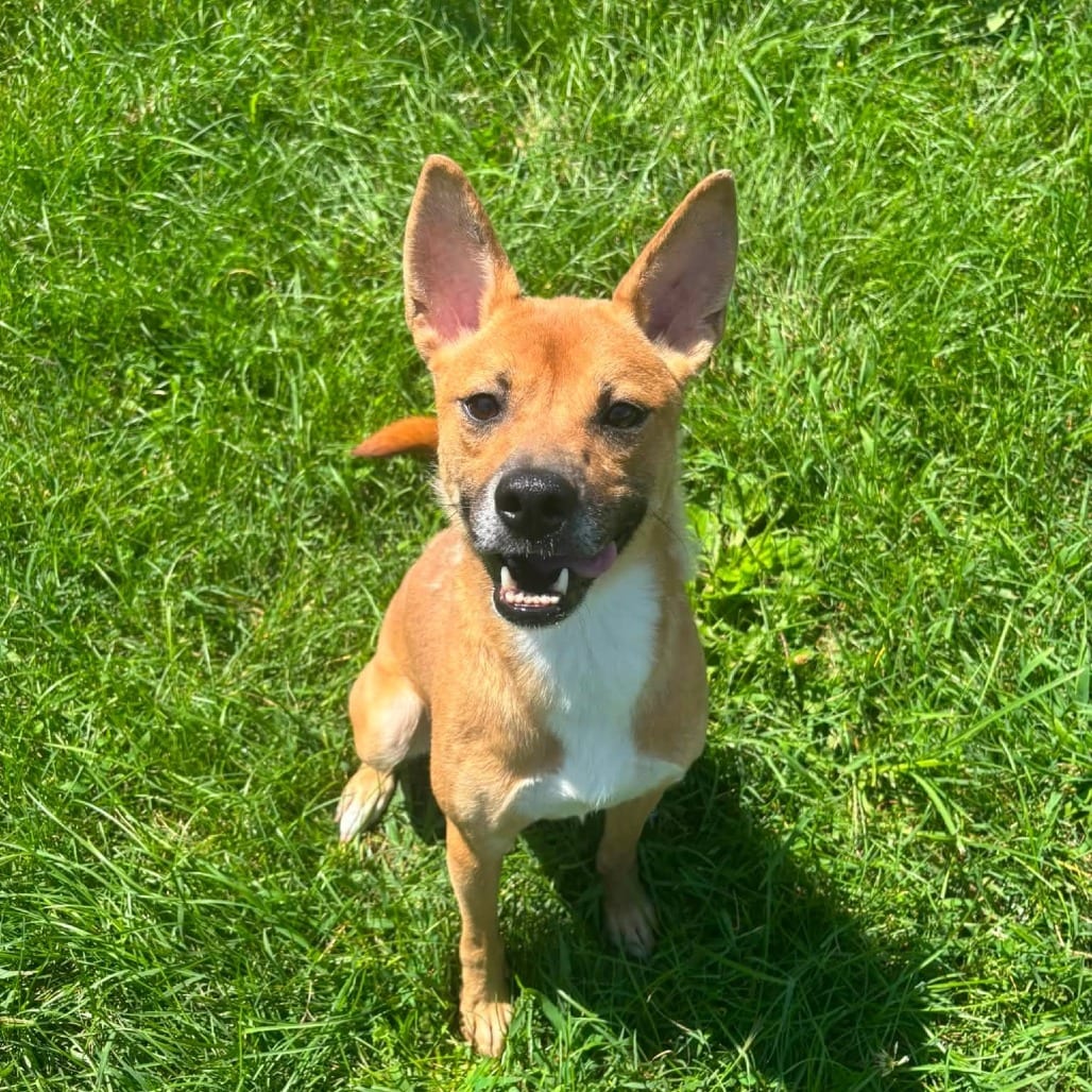 Photo of Mocha, adoptable Shiba Inu in Waynesboro, Pennsylvania