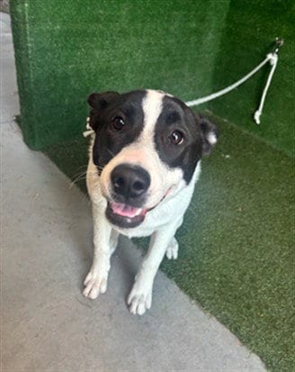 Photo of Kenzo, adoptable Akita in Lancaster, California