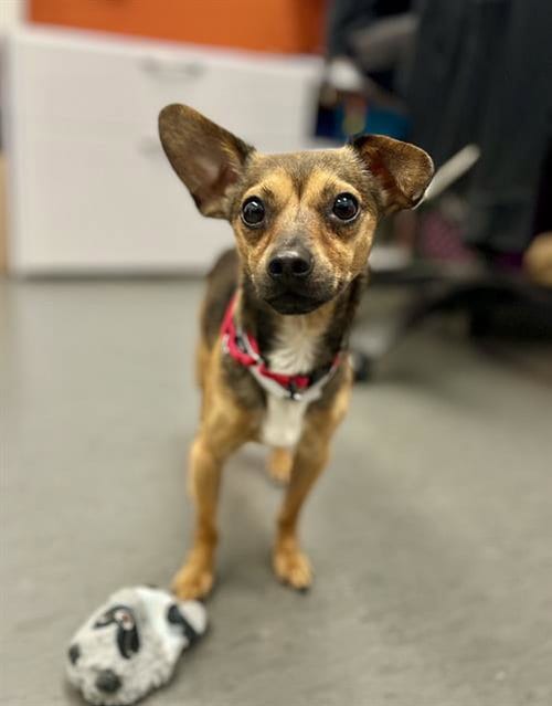 Photo of Mighty Mouse, adoptable Chihuahua in San Francisco, California