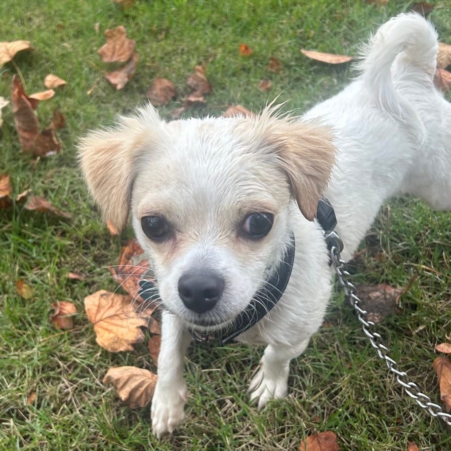 Photo of Beanie - Costa Mesa Location, adoptable Terrier, Jack Russell / Mix