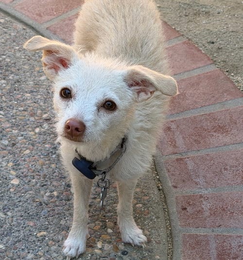 Photo of Paisley, adoptable Jack Russell Terrier in Romoland, California