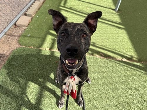 Photo of Rockstar, adoptable American Pit Bull Terrier in Phoenix, Arizona