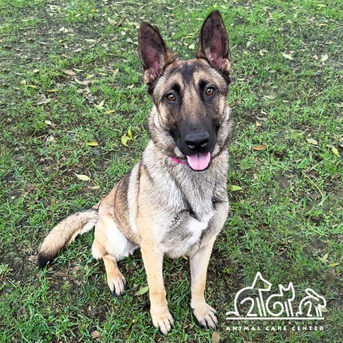 Photo of Saphira, adoptable German Shepherd Dog in Irvine, California