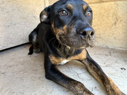 Photo of Ollie, adoptable Rottweiler in Oklahoma City, Oklahoma