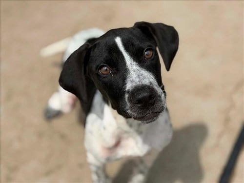 Photo of Smile, adoptable Plott Hound in Tulsa, Oklahoma