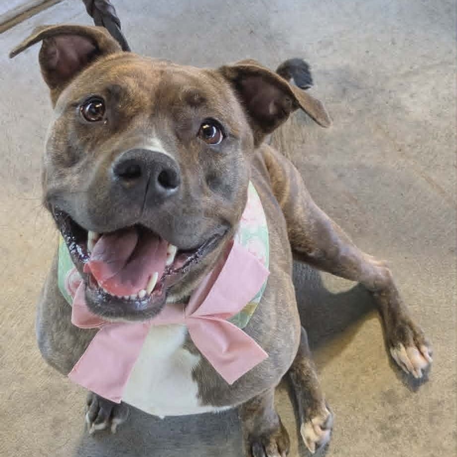 Photo of Millie FC RR, adoptable Bulldog, American in Union, Missouri