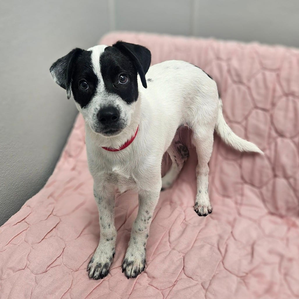 Photo of Rodeo, adoptable Cattle Dog, Australian (Blue Heeler) / Mix in Monticello, Iowa