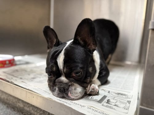 Photo of Krunk, adoptable French Bulldog in Los Angeles, California