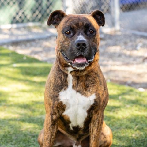 Photo of Elton, adoptable Boxer in Camarillo, California