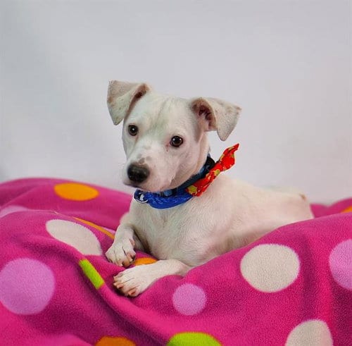 Photo of Tito, adoptable Terrier in Thousand Palms, California