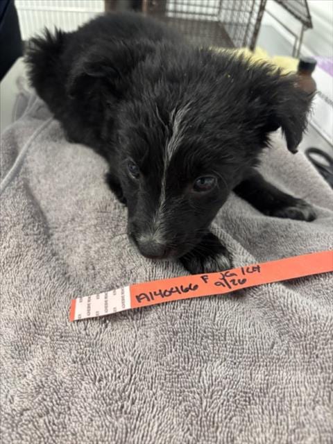 Photo of Endive, adoptable German Shepherd Dog in Hayward, California
