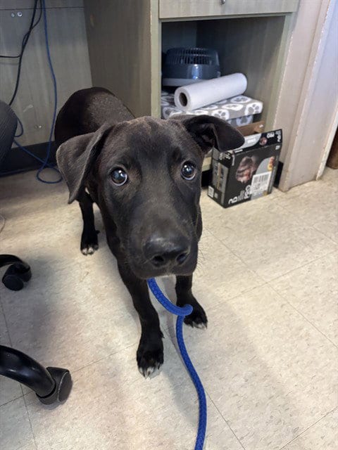 Photo of Freddy, adoptable Labrador Retriever in Plano, Texas
