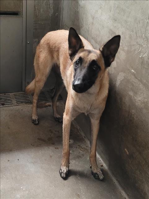 Photo of Ranger, adoptable Belgian Shepherd Malinois in Van Nuys, California