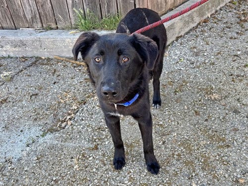Photo of Lokito, adoptable German Shepherd Dog in Ojai, California