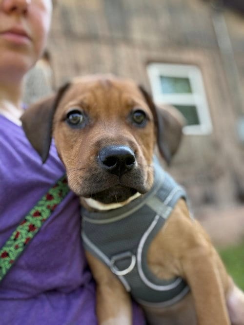Photo of Circie, adoptable Terrier in Candler, North Carolina