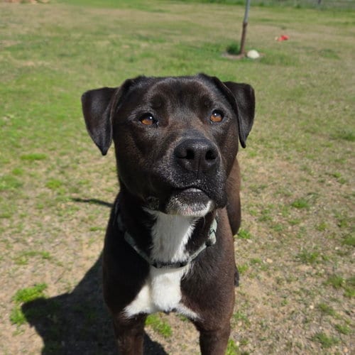 Photo of Django, adoptable American Pit Bull Terrier in Yreka, California