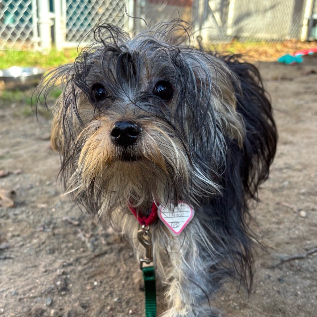 Photo of Mila, adoptable Terrier, Yorkshire, Yorkie in Springfield, Massachusetts