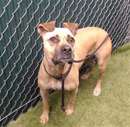 Photo of Sunday, adoptable Boxer in Downey, California